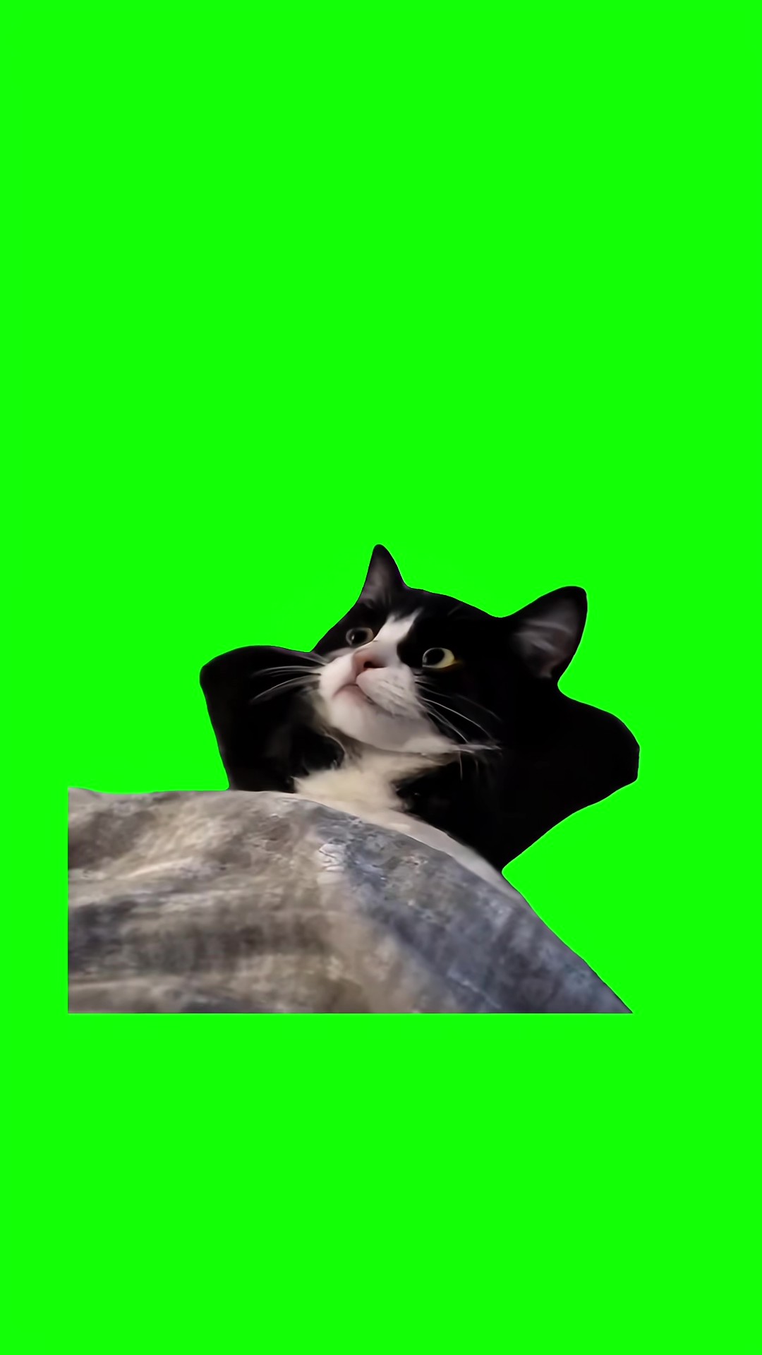 Kitten Thinking  Monday Mood green screen
