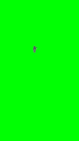 Kitten With An AK Firing green screen