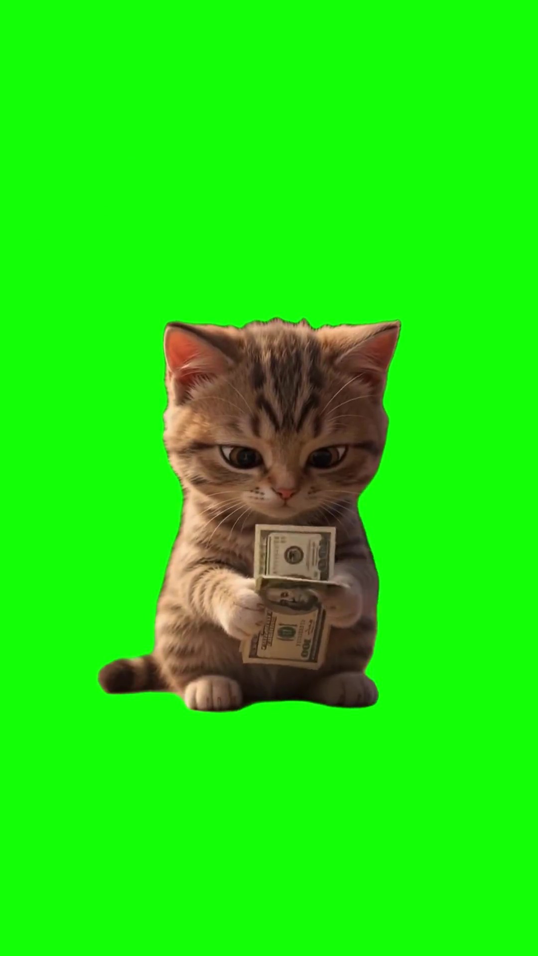 Kitten laughs with money