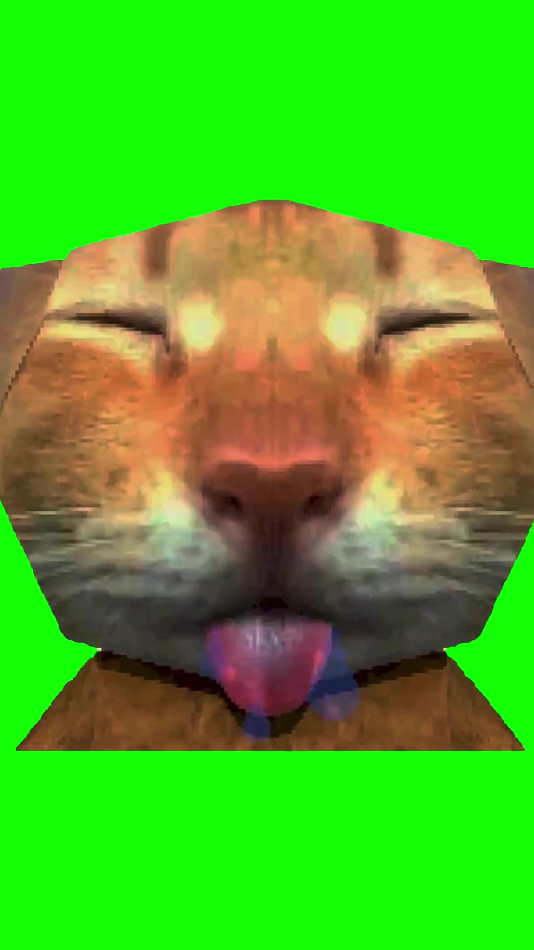 Kitten licks green screen