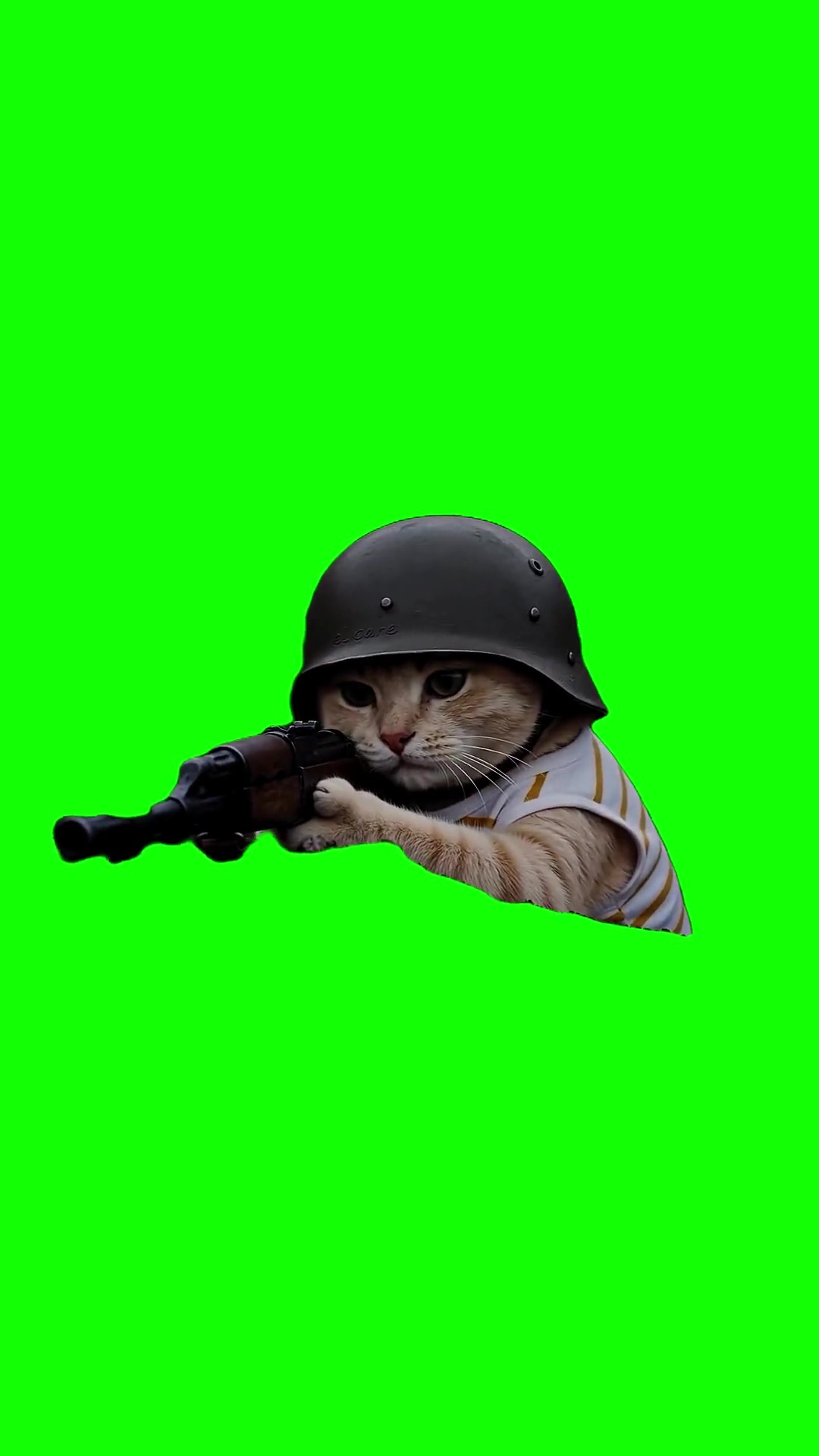 Kitten points a rifle and shoots