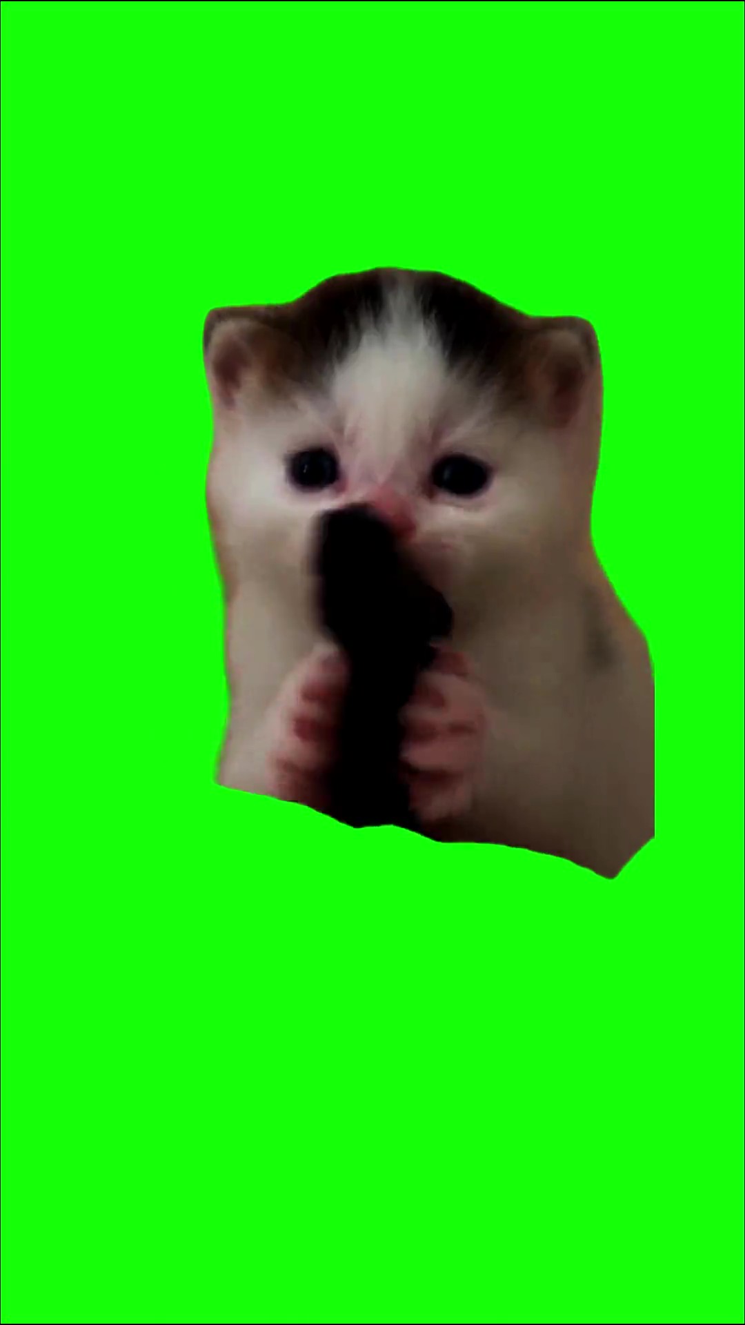 Kitten pulls out a pew pew green screen