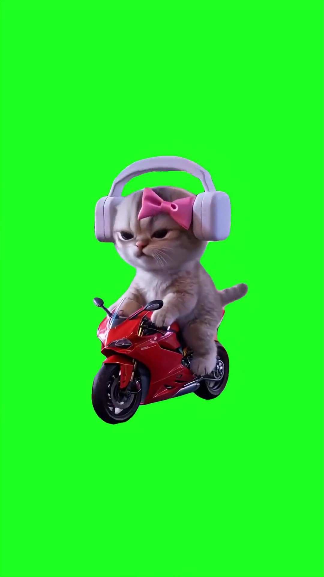 Kitten riding motorcycle green screen