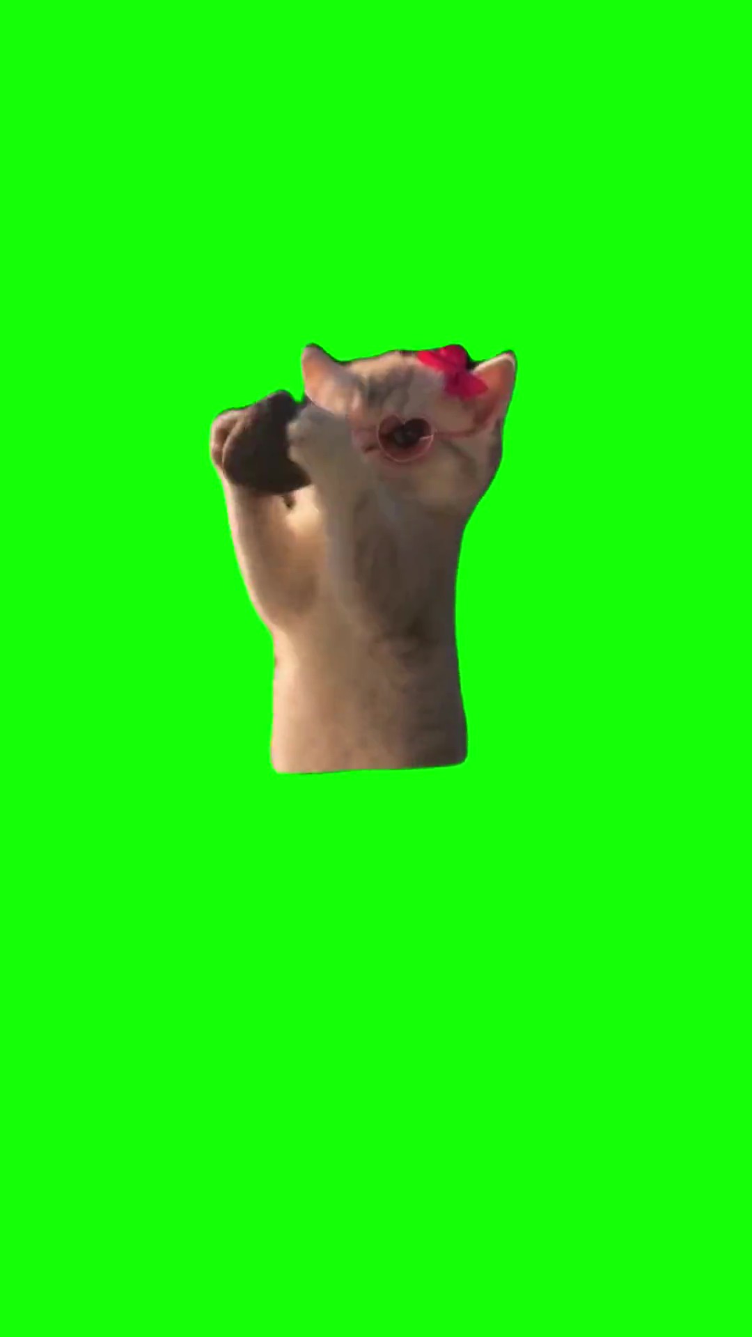 Kitten stealing green screen
