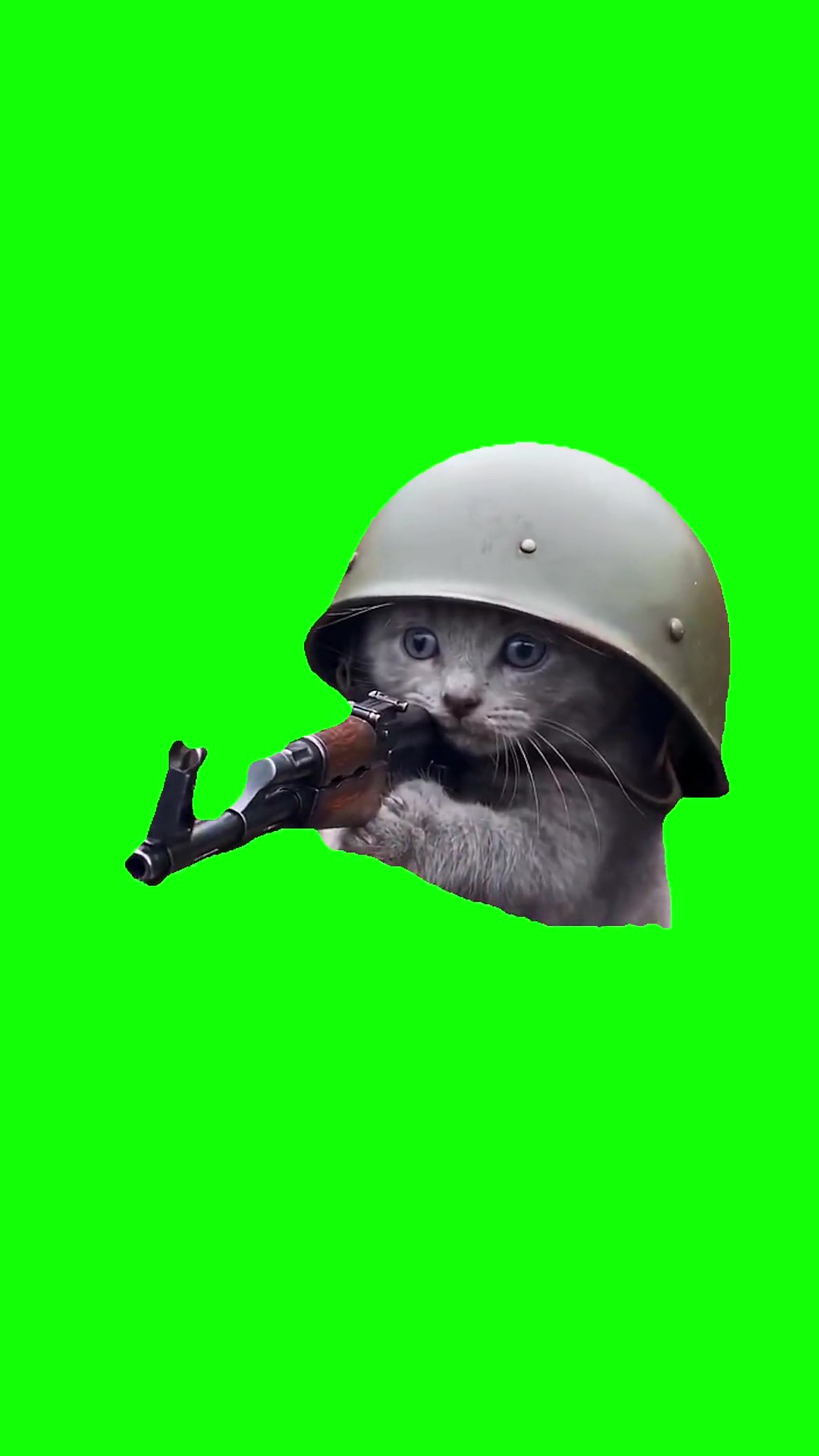 Kitten takes shots with ak green screen