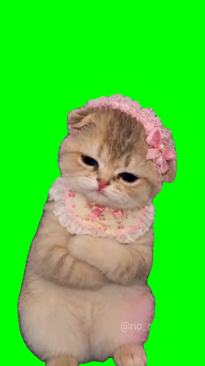 Kitten throwing a fit  green screen