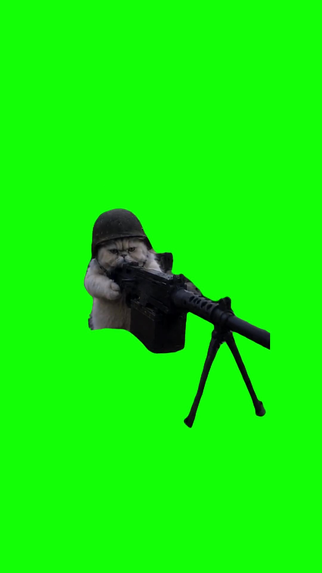 Kitten with a machine gun