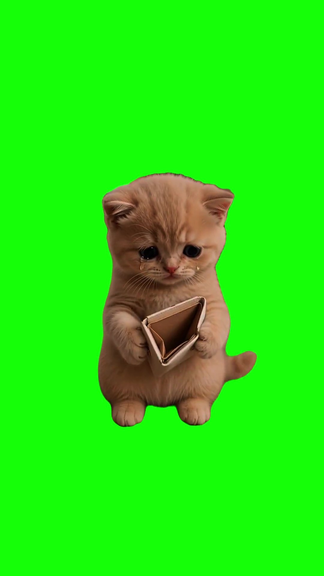 Kitten with empty wallet cry green screen