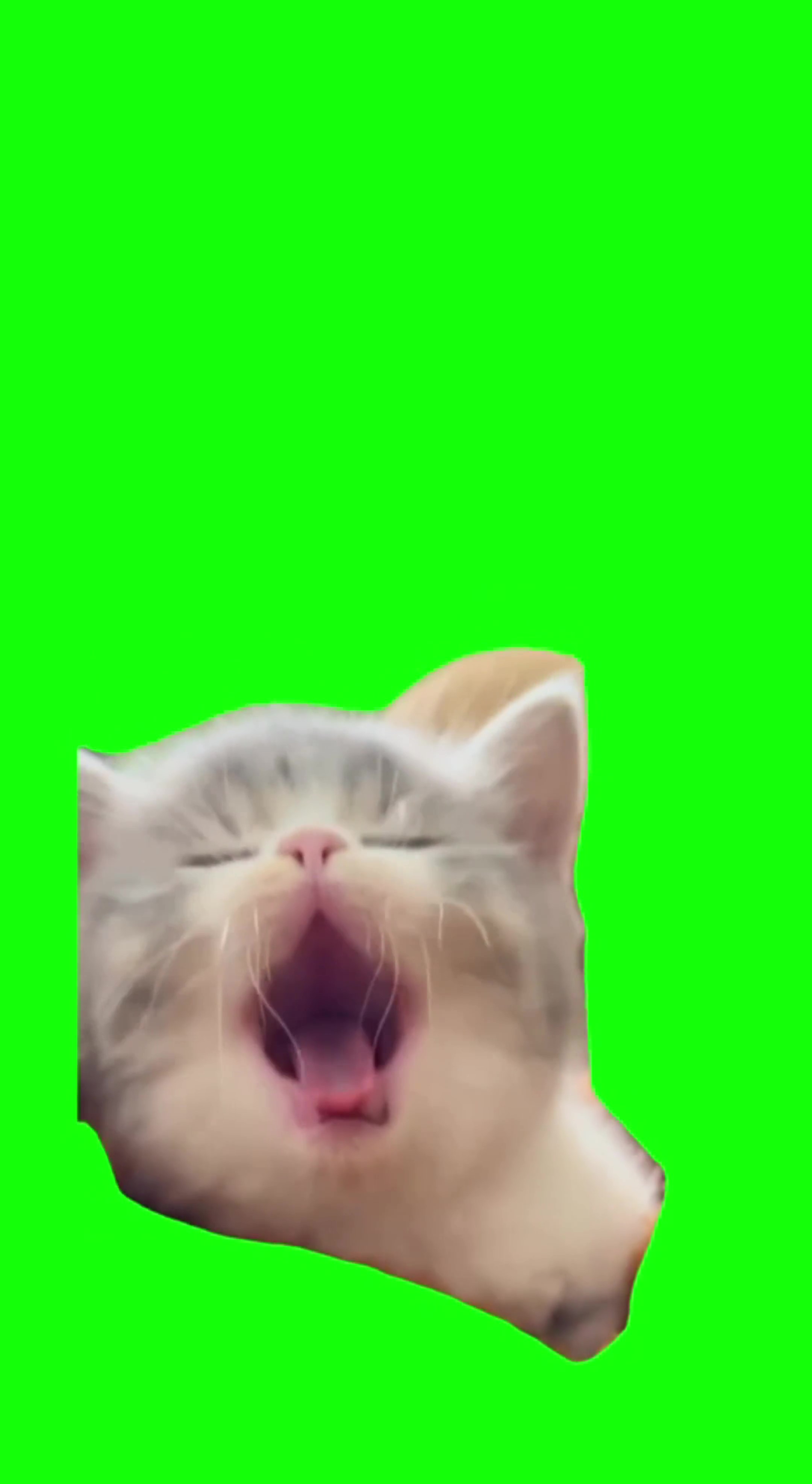 Kitten yawning green screen