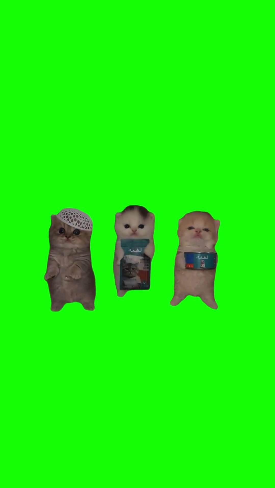 Kittens Dance green screen