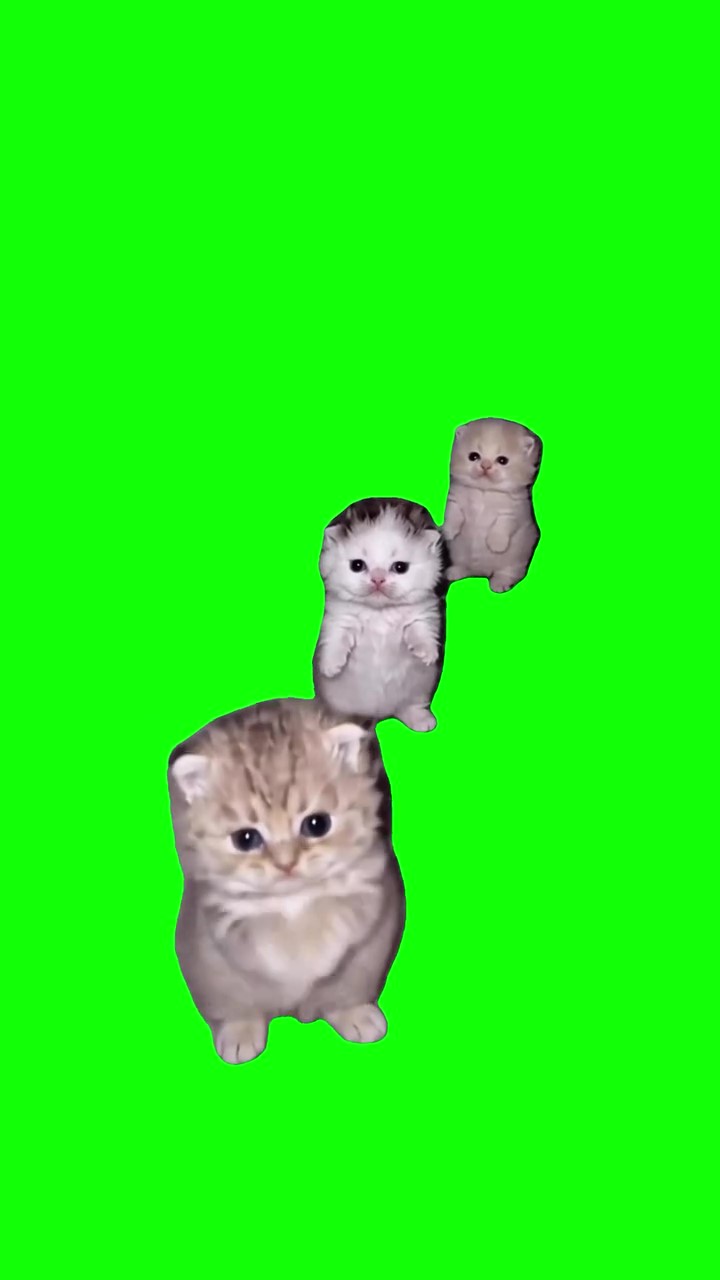 Kittens Dance green screen