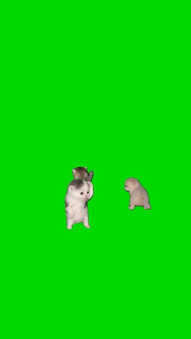 Kittens Dancing Cmon And Ride green screen