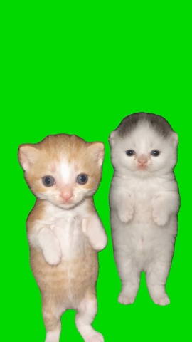 Kittens Dancing To Arab Dance Trend green screen