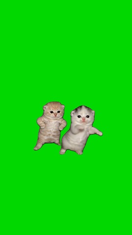 Kittens Dancing To Gasolina green screen