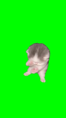 Kittens Dancing To Layooo green screen