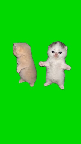 Kittens Dancing To Shake It green screen