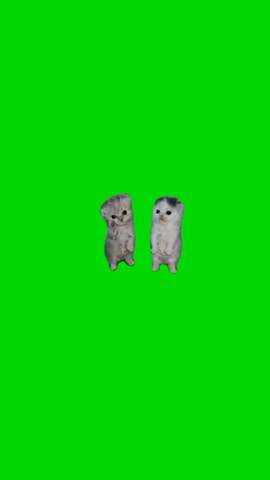 Kittens Dancing To Work Work green screen