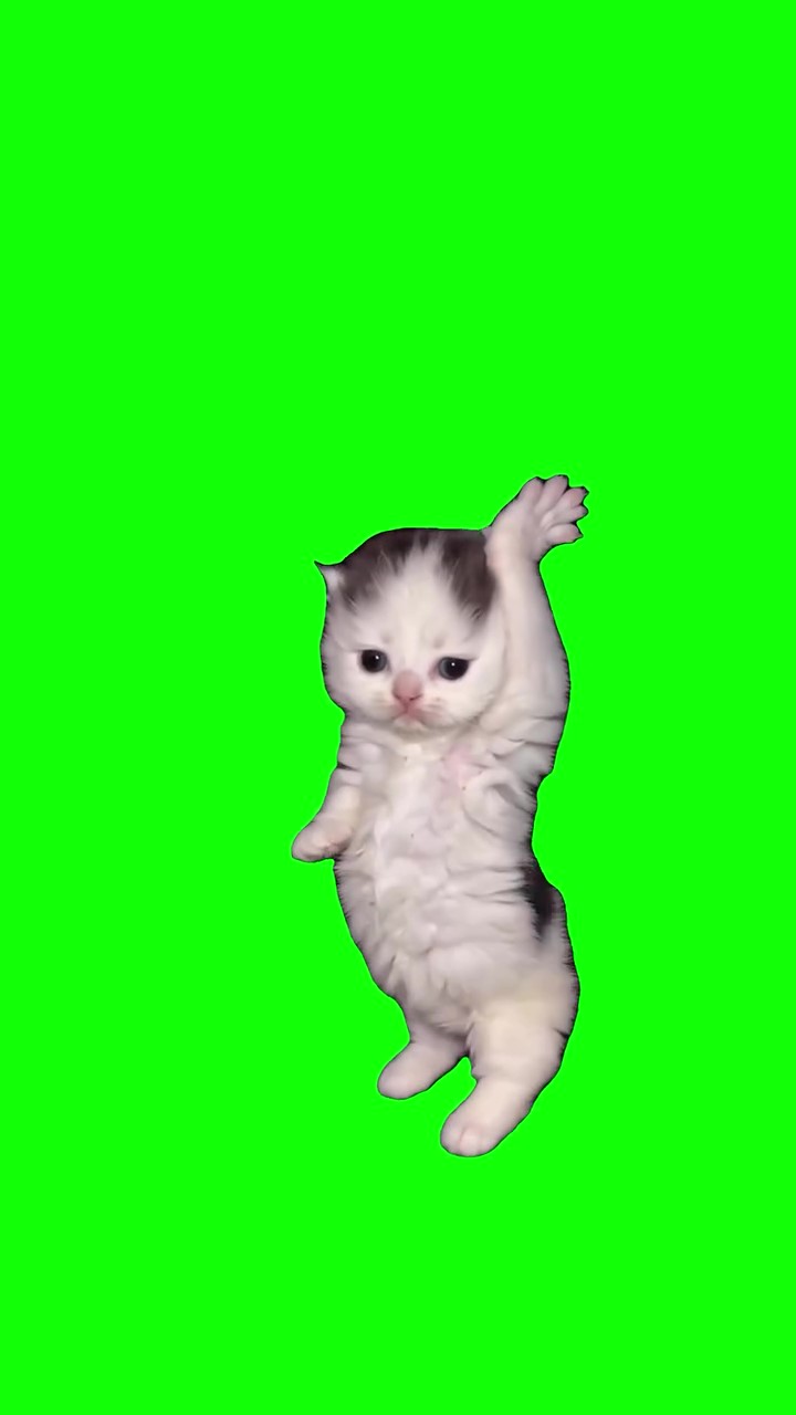 Kittens Dancing green screen