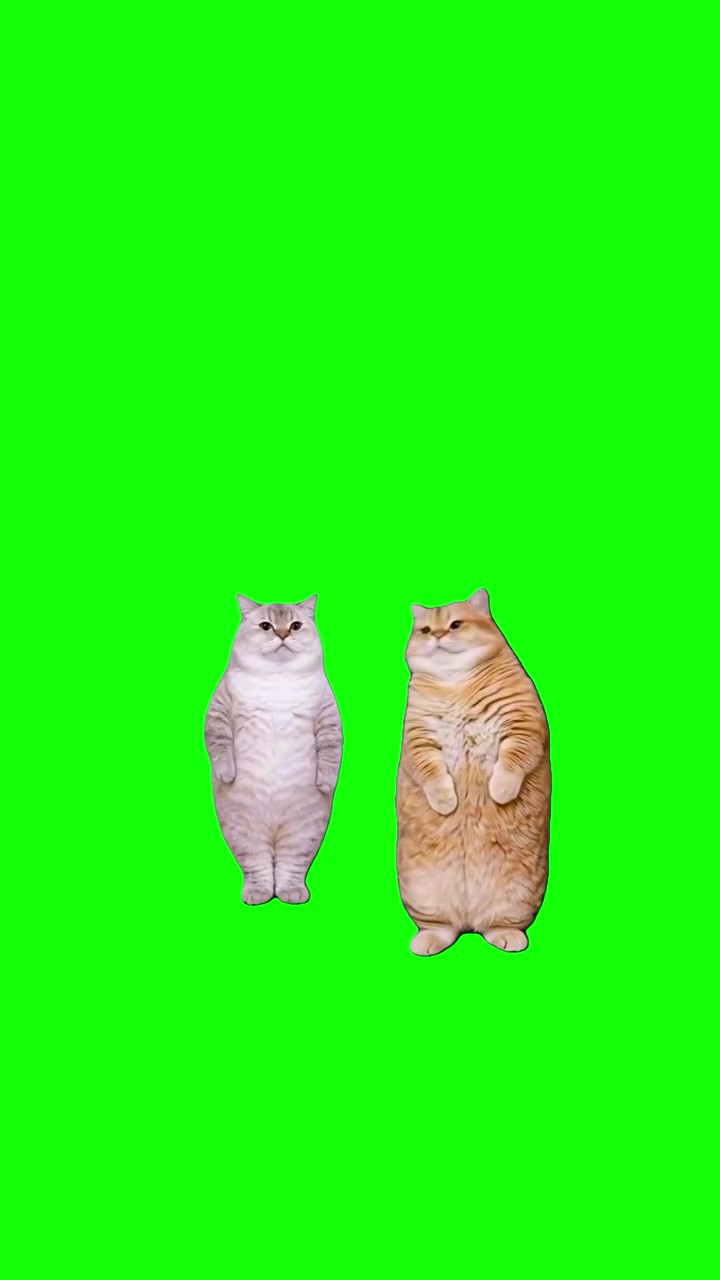 Kittens Vibing green screen