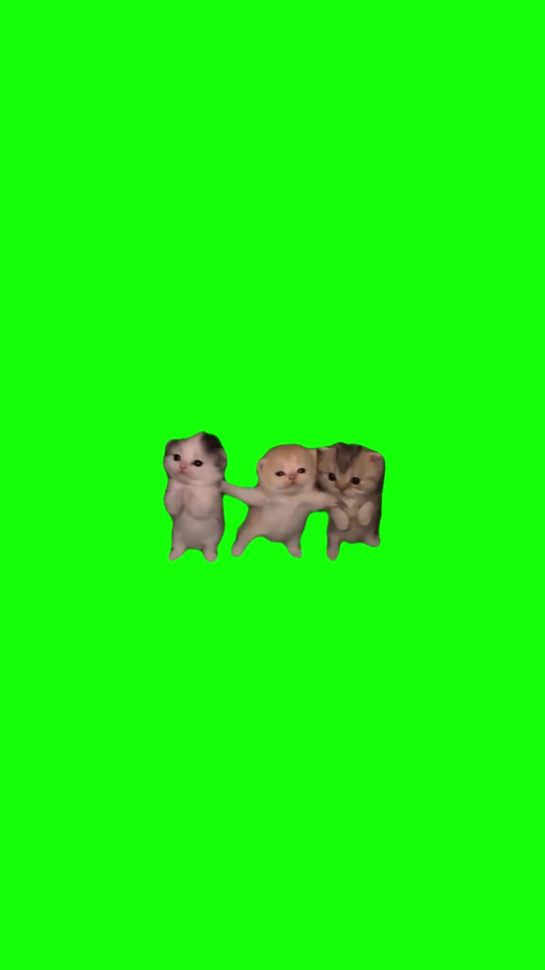 Kittens dance green screen