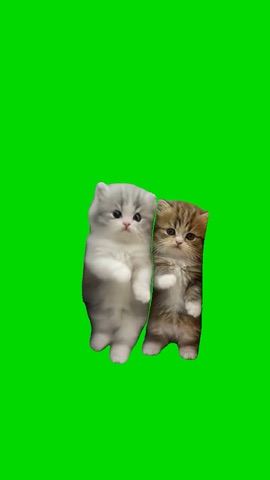 Kittens dancing To Funk green screen