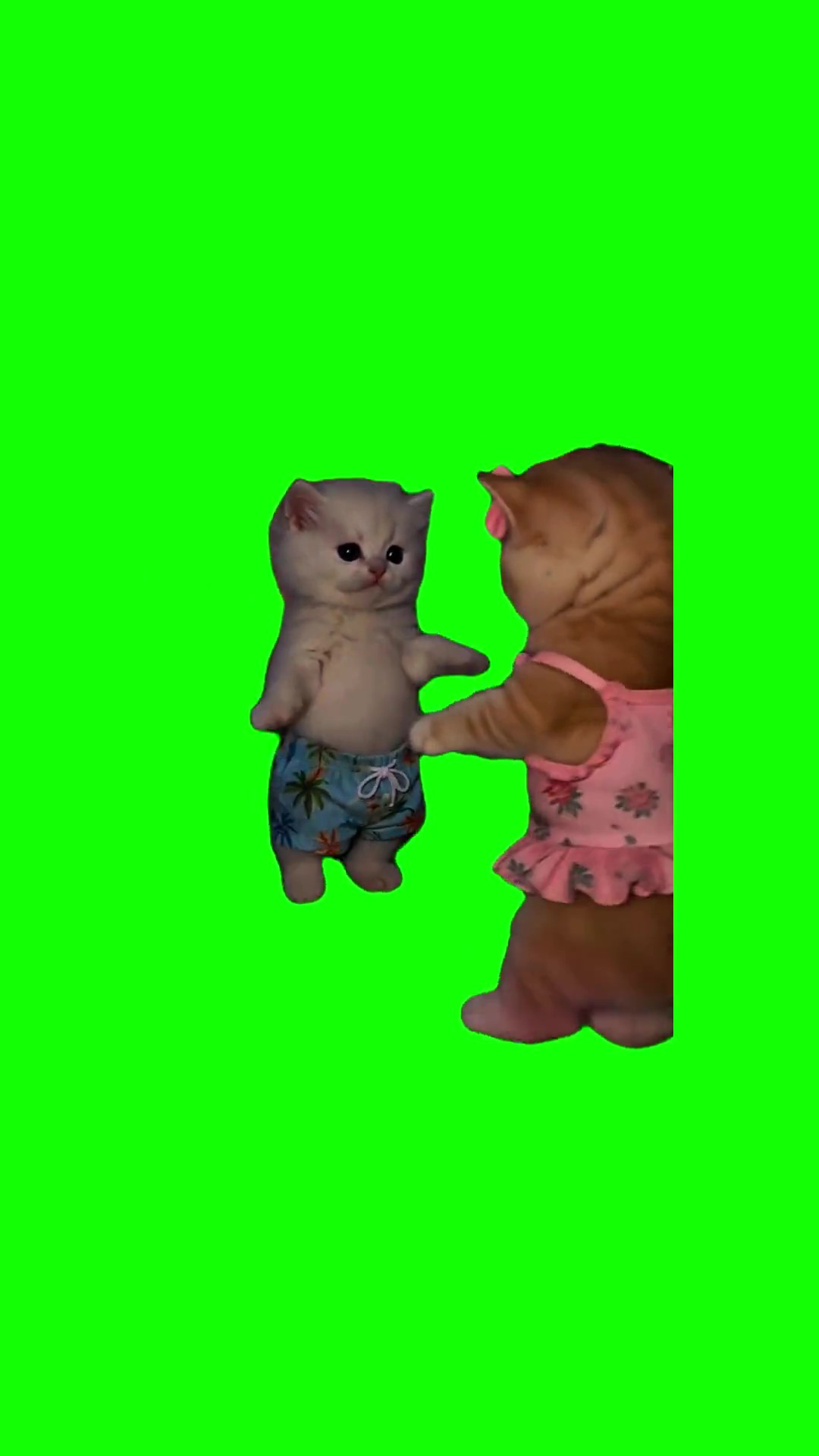 Kittens dancing happily green screen