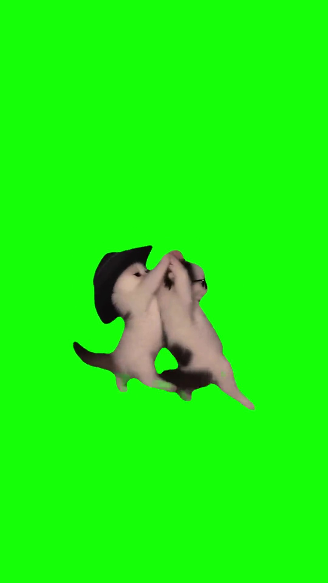 Kittens dancing to gatita perreo green screen