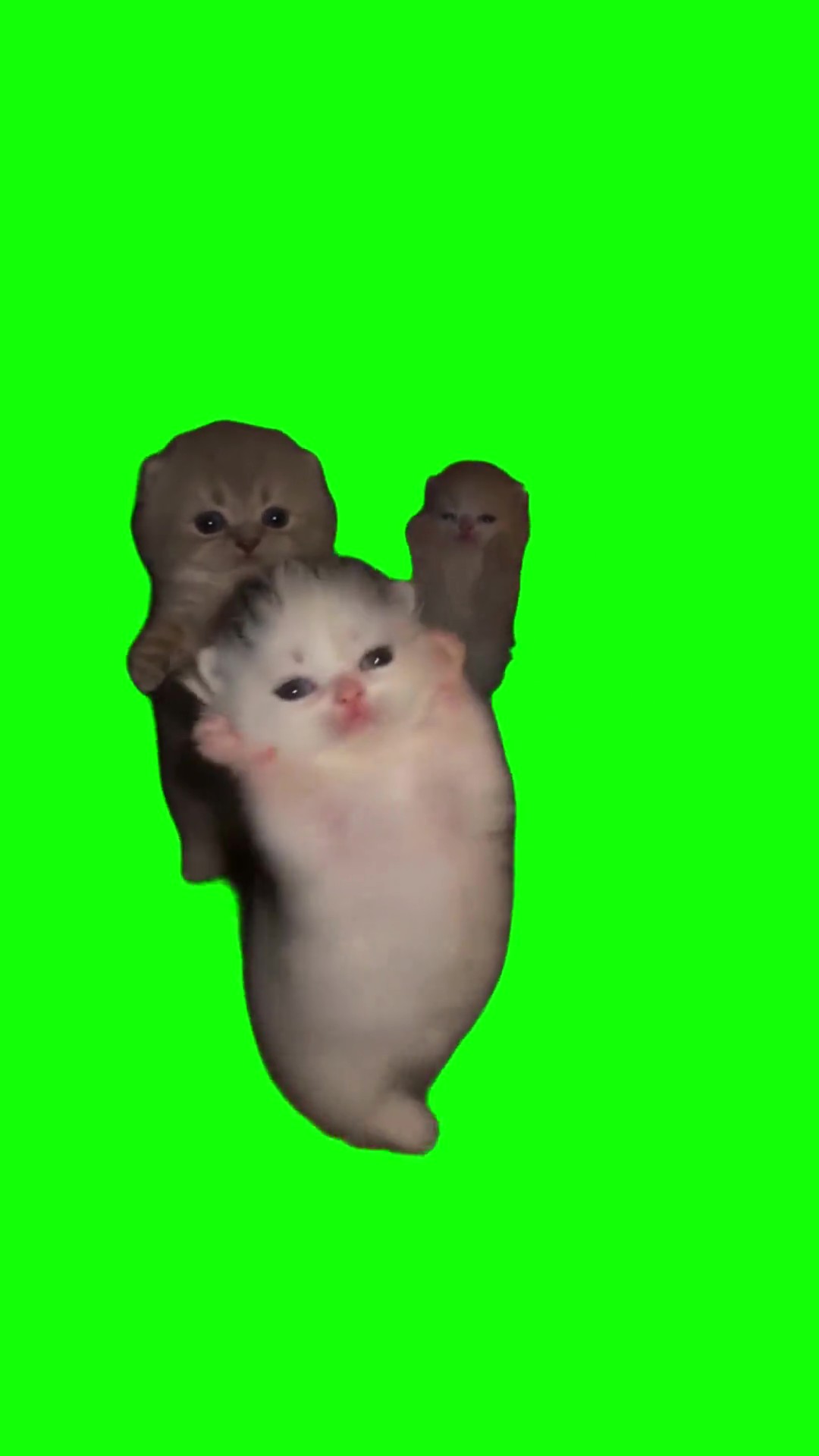 Kittens dancing to ghetto green screen