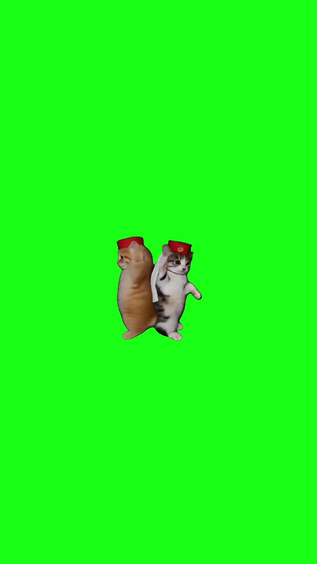 Two Kittens Dancing green screen