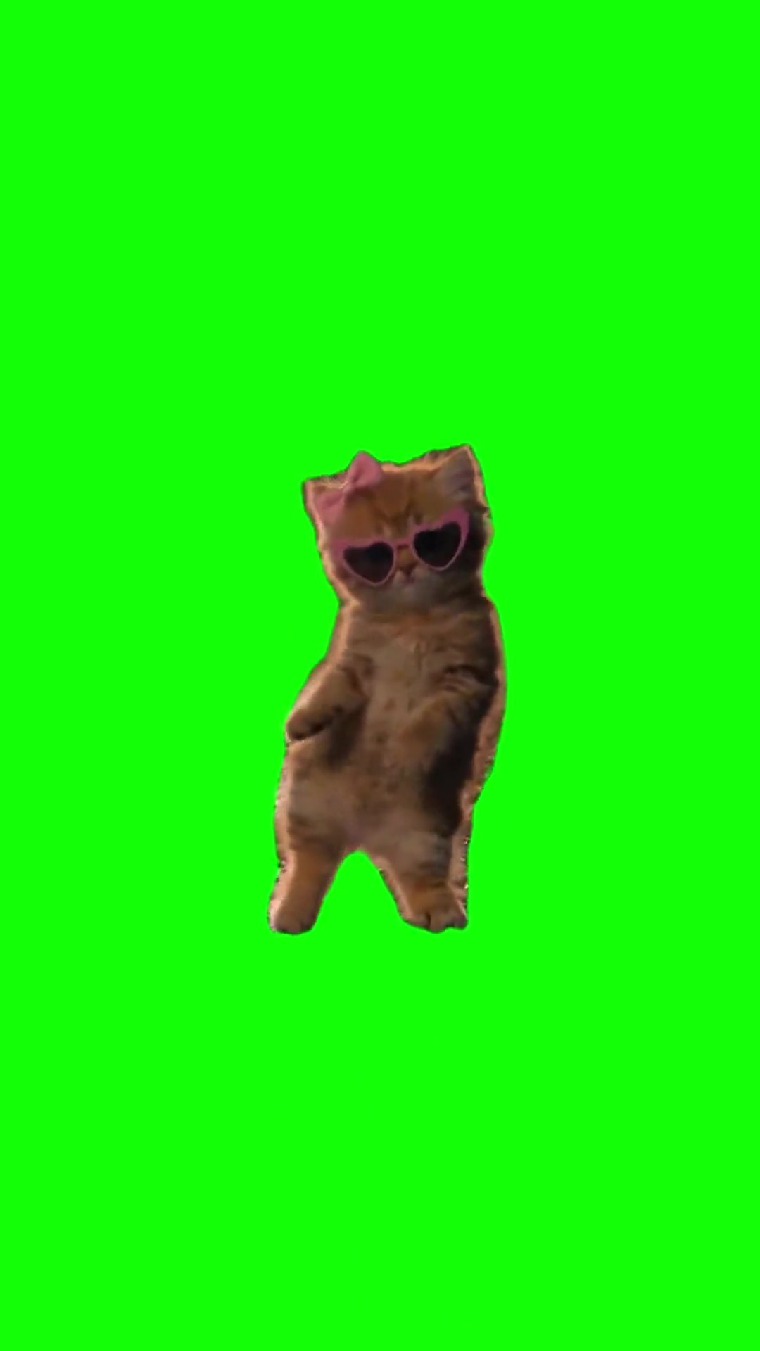 Kittens panti dance green screen