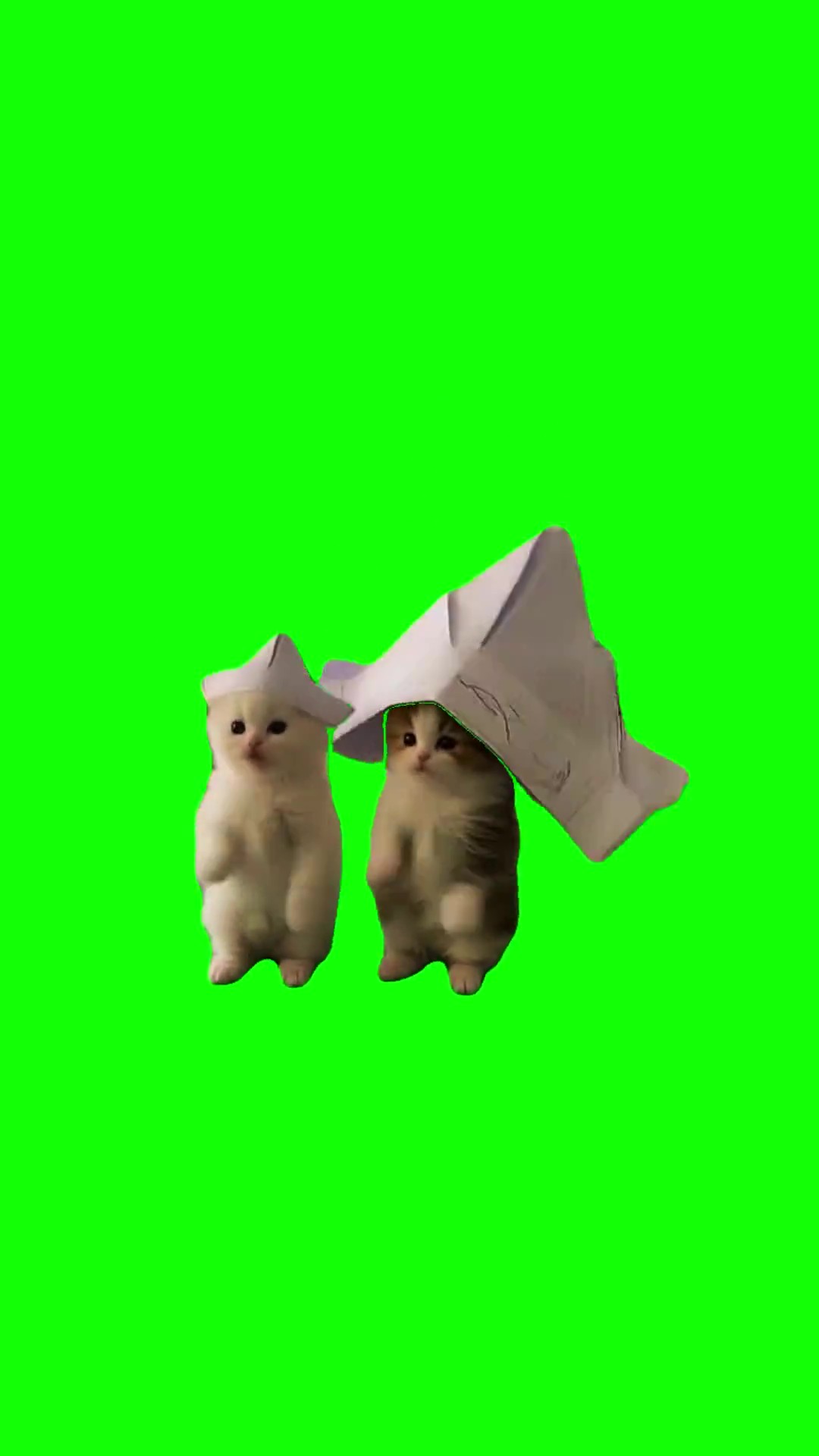 Kittens professore 67 green screen