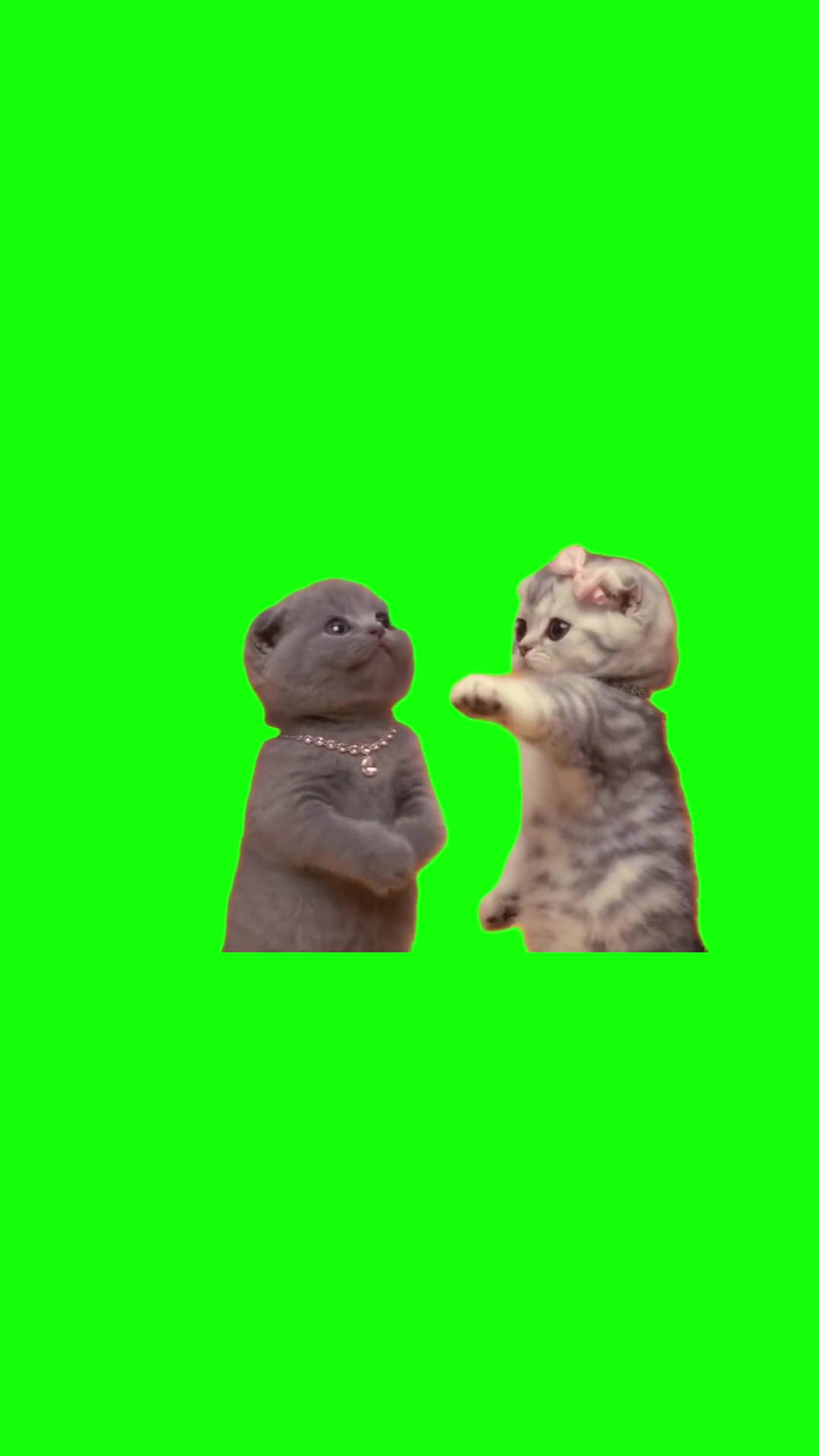 Kittens rapping green screen