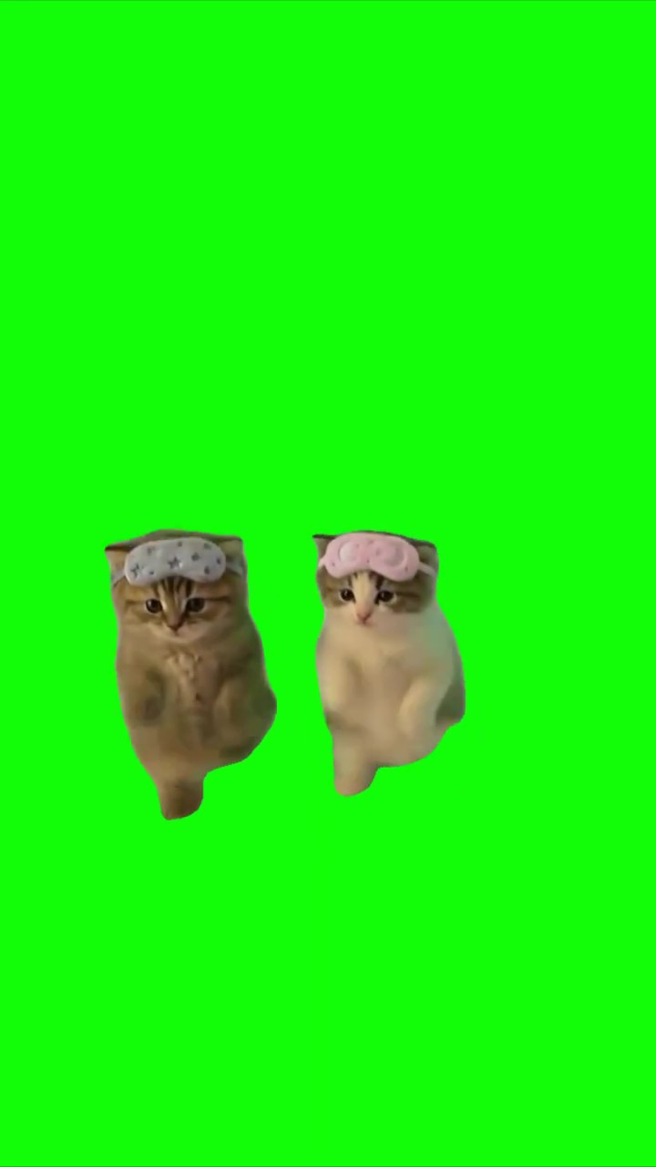 Kitties dancing  green screen