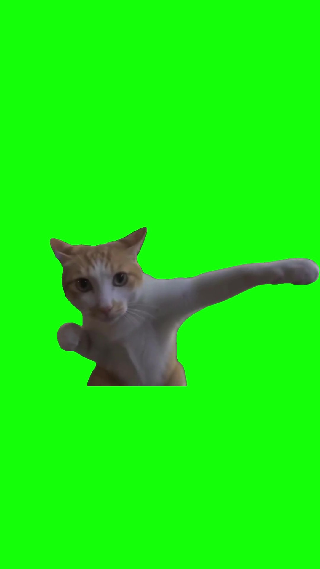 Kungfu cat green screen