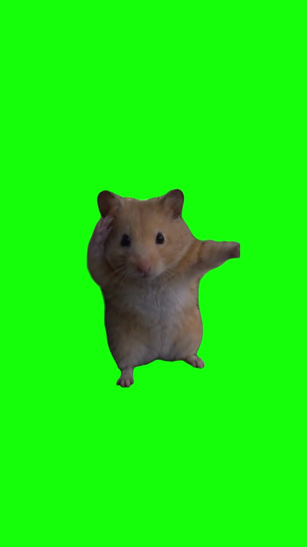 Kungfu hamster green screen