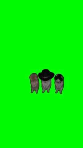 La Cala Vasa Kittens green screen