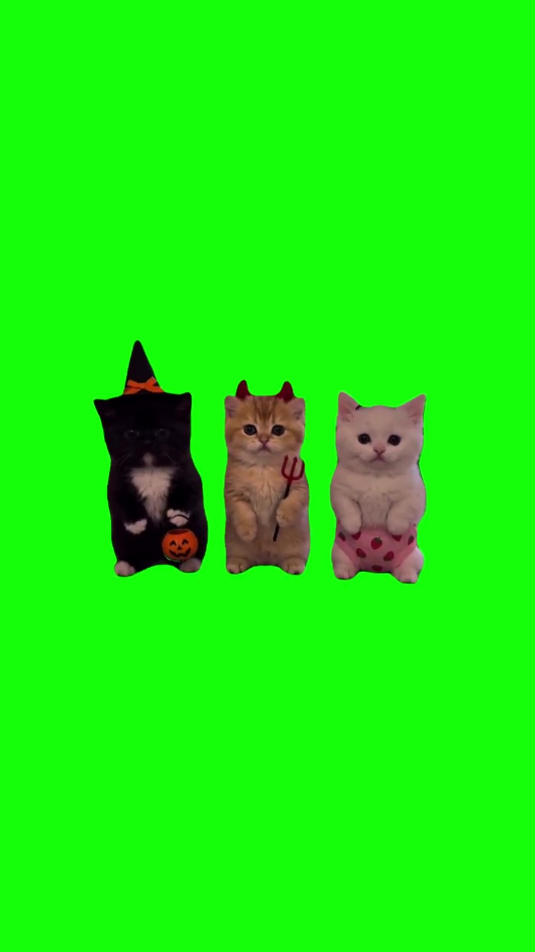 La calabaza Halloween kittens green screen