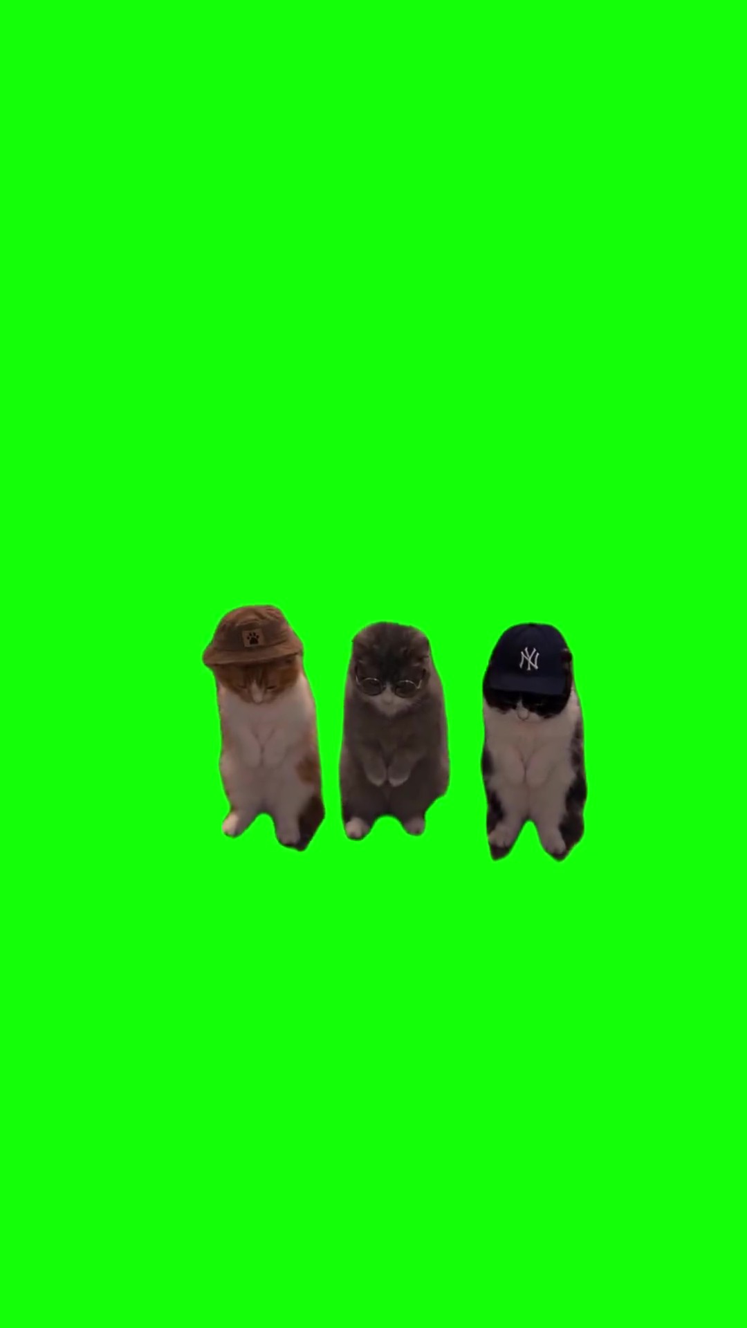 La calabaza cats green screen
