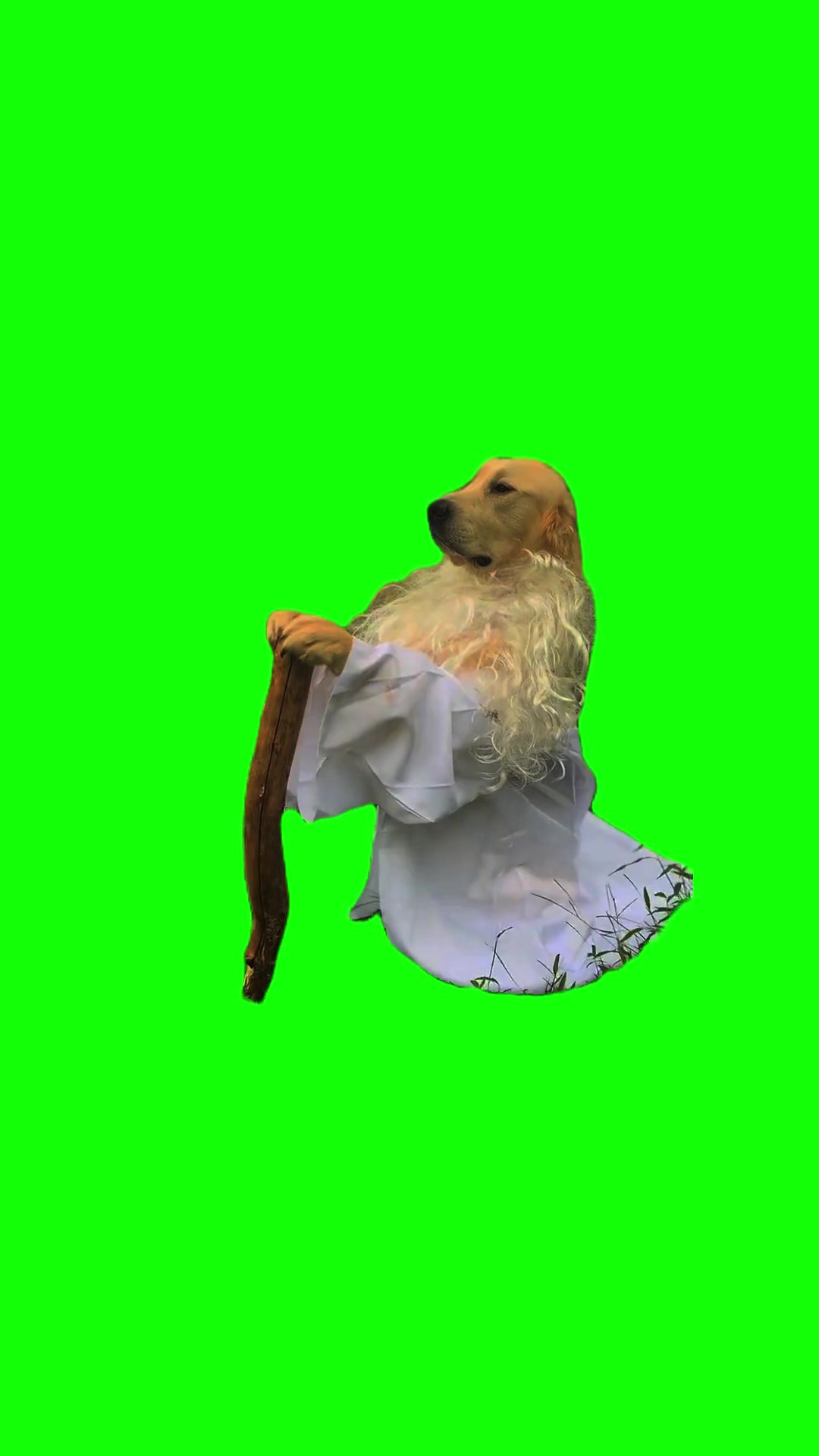 La peace Dog