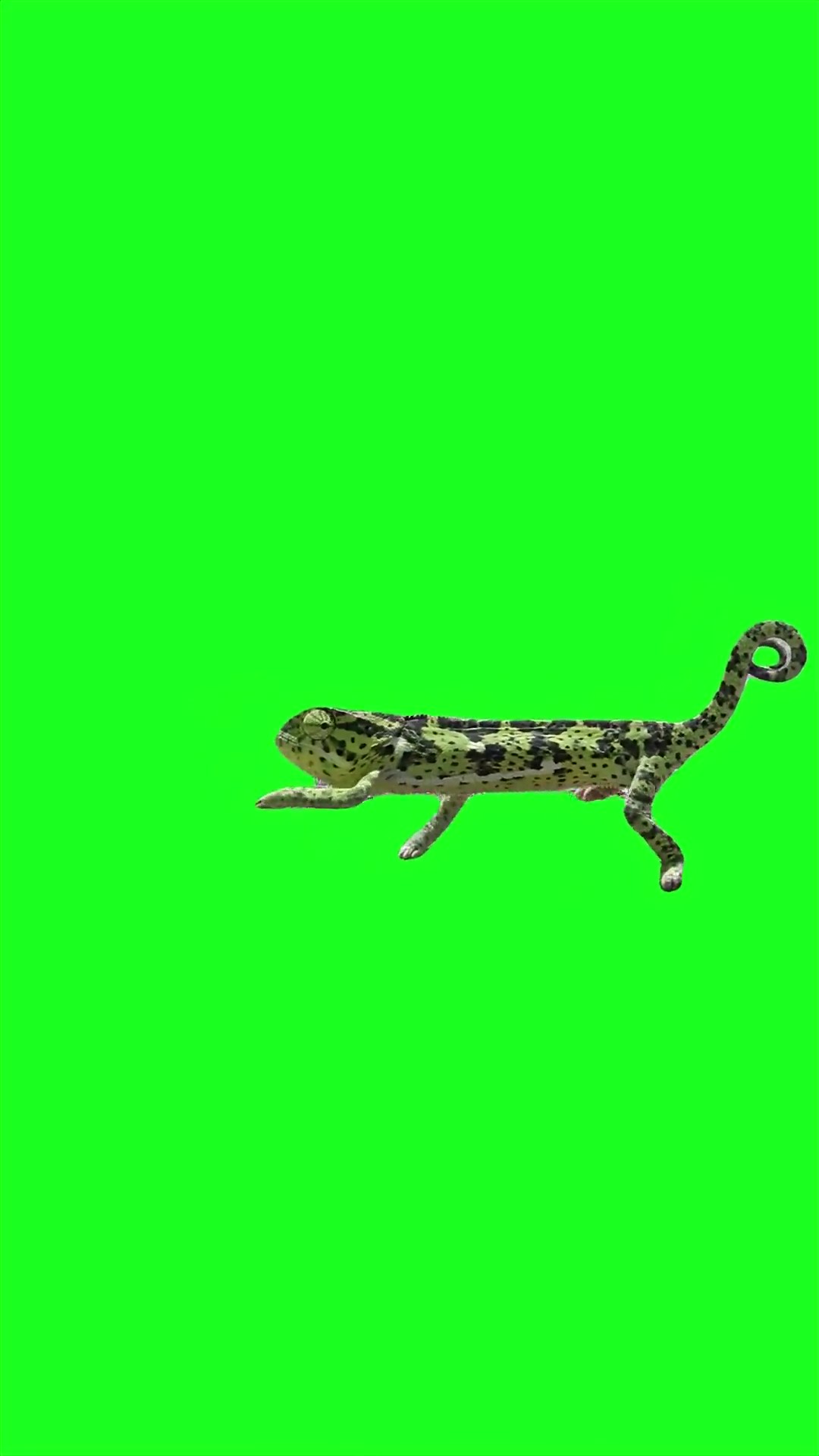 Lagging Chameleon green screen