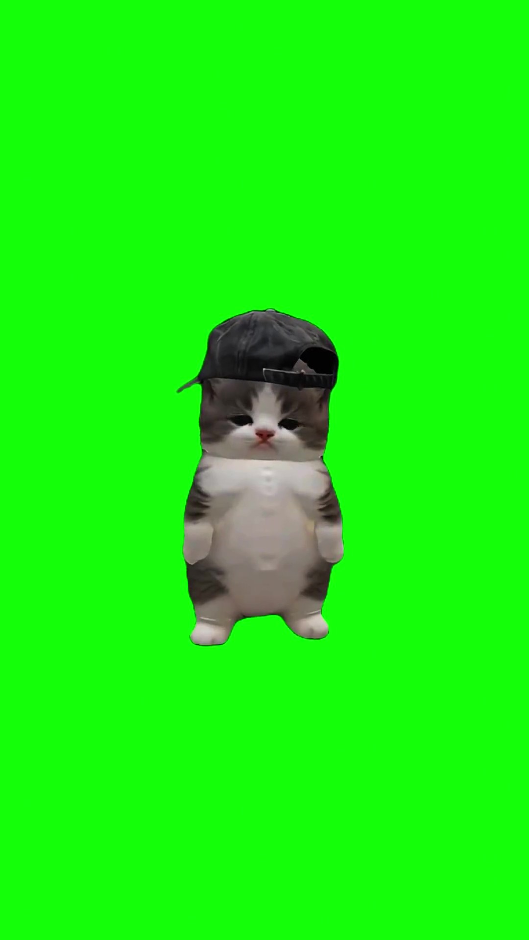 Laitada kitten green screen