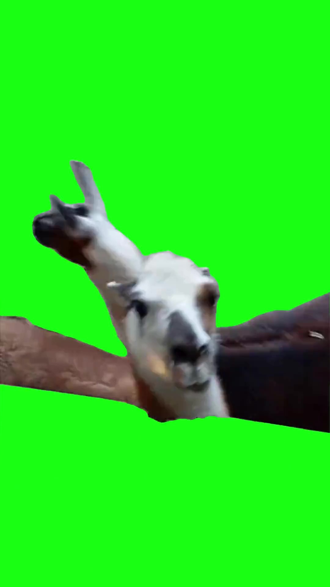 Lama attitude green screen
