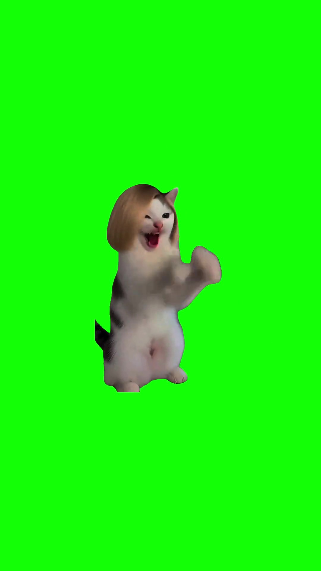 Laughing Cat Hahaha