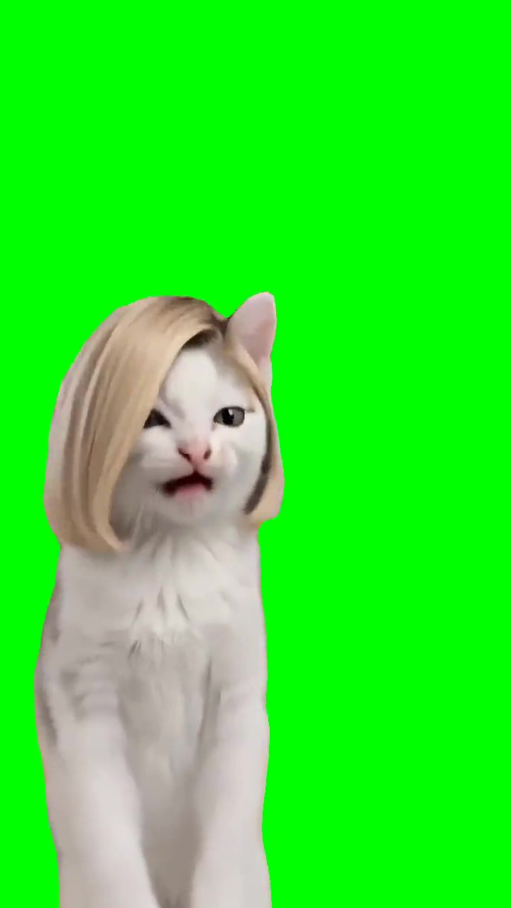 Laughing Cat Hihihaha