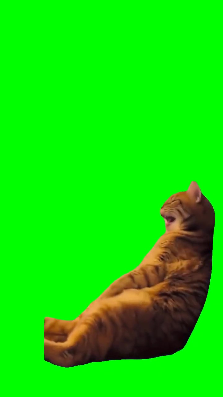 Laughing cat green screen