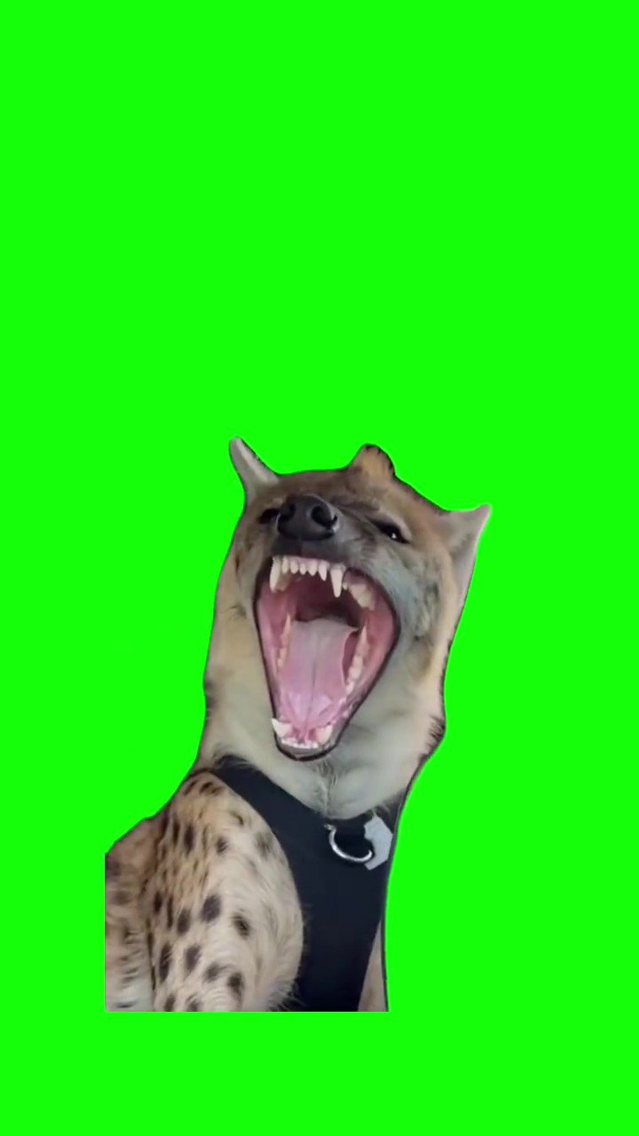 Laughing hyena green screen