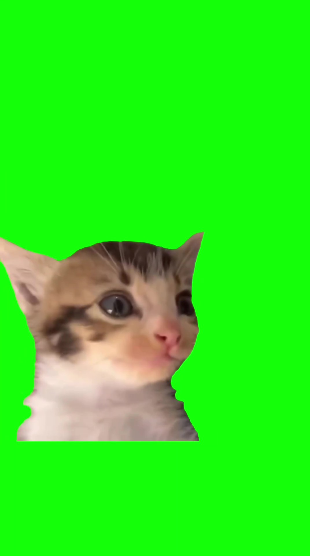 Laughing kitten green screen