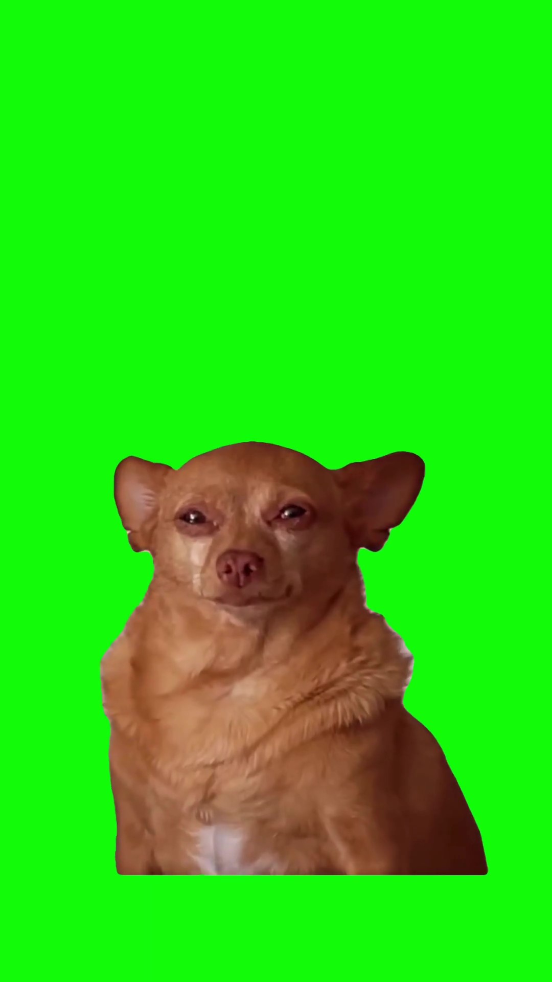 Little dog crying green screen