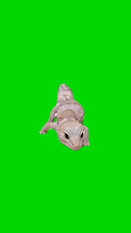 Lizard Dancing green screen