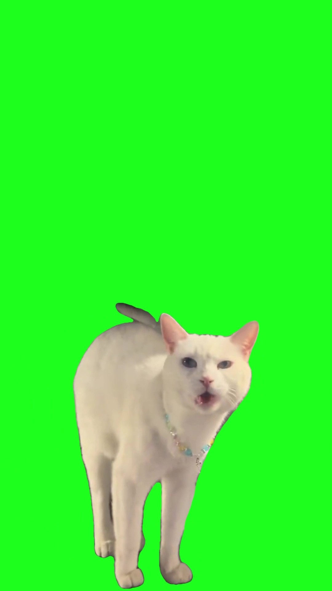 MAAOOWW Cat green screen